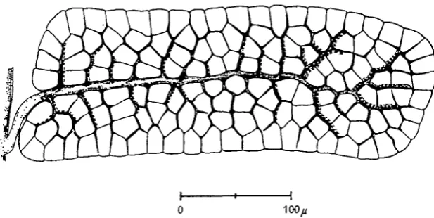 Table 2. The maximum distance L (in /i) for the diffusion of oxygen in the longitudinaldirection of the axially placed primary tube of a centro-radial type muscle, accordingto Fig