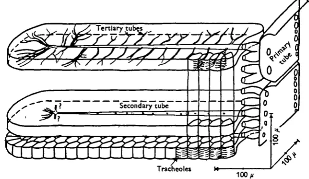 Fig. s. Reconstruction of the tracheal supply to a lobe of a wing muscle in a dragonfly (lobeA in Figs, i, 2 and 4), as explained in the text.