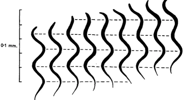 Table 2. Rhabditis gliding between starch grains