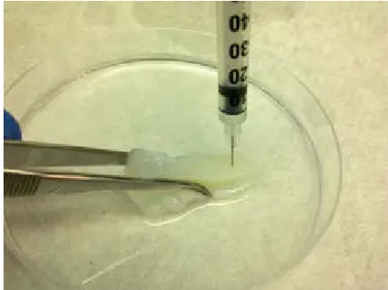 Figure 1-1.  Microneedle punching. Decellularized meniscal allografts were vertically 