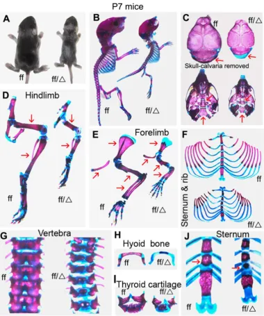 Figure 1. P7 Cbfβf/fCol2α1-Cre mice exhibited dwarfism with hypoplastic skeletons and decreased mineralization