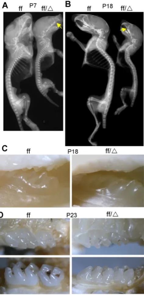Figure 2. P7 and P18 mice had reduced skeletal mineralization. (analysis of P7decreased bone density in the mutant mice