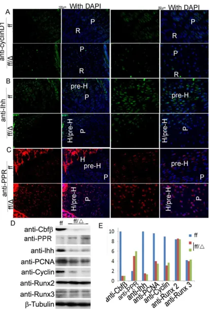 Figure 6. Analysis of gene expression in the cartilage of Cbfright panels.sections of P7 and WT mice