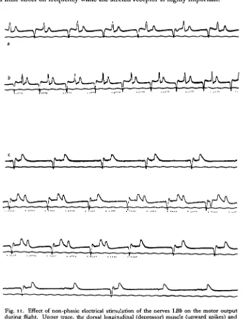 Fig. I I . Effect of non-phasic electrical stimulation of the nerves \Bbduring flight