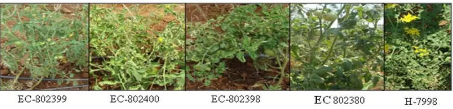 Fig.1. Severe tomato leaf curl symptoms in Arka Meghali, Arka Alok, RIL-127, PED and RIL-108    