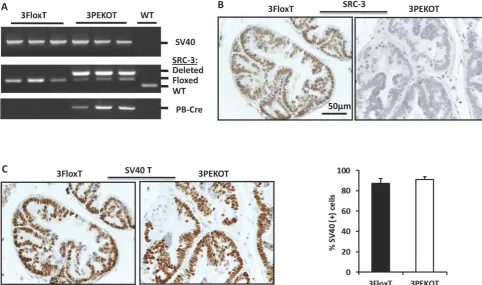 Figure 1. Conditional knockout of SRC-3 in prostatic epithelial cells of TRAMP mice. A