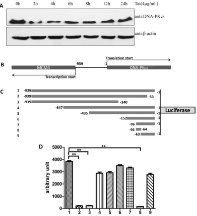 Figure 1. Identification of a key region in the DNA-PKcs promoter. A, E. coli HIV-1 Tat protein was added into the culture medium of MT2 cells, and DNA-PKcs was constructs were transfected into HEK293 cells to determine their promoter activity