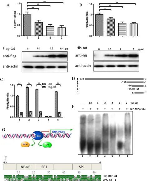 Figure 2. HIV-1 Tat down-regulates DNA-PKcs at the transcriptional level. A, The firefly luciferase reporter plasmid pGL3-basic containing the full-length DNA-PKcs cells and recombinant Tat protein was added 24 h after the transfection
