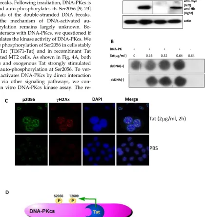 Figure 4. HIV-1 Tat activates DNA-PKcs in a DNA-independent manner. A, DNA-PKcs S2056 phosphorylation in TE671, TE671-Tat (stably expressing Tat), MT2 and recombinant-Tat-treated MT2 cells was assayed with anti-S2056-p WB analysis