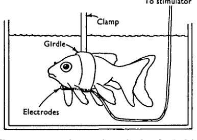 Fig. 1. Apparatus for studying a simple reflex in fish.