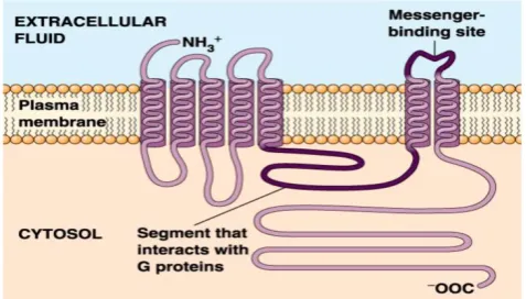 Figure 1. Schematic drawing of a G protein-coupled receptor structure. 