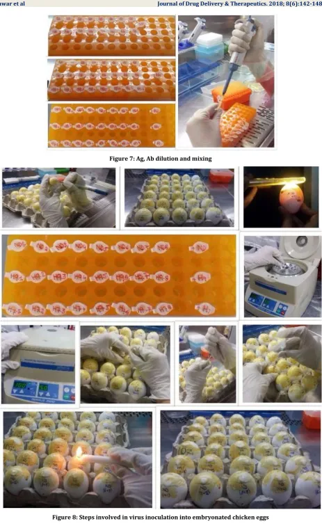 Figure 8: Steps involved in virus inoculation into embryonated chicken eggs 