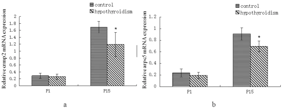 Fig. 1. (a) Differential expression of expression of crmp2 mRNA in the frontal cortex of normal rats and rats with hypothyroidism