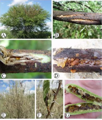Fig. -1: (A) A. karoo tree in Windhoek showing branch die-back, (B) A. karoo branch crackingfrom wood borer infestation, (C) Wood borer tunnel and funal infection onA