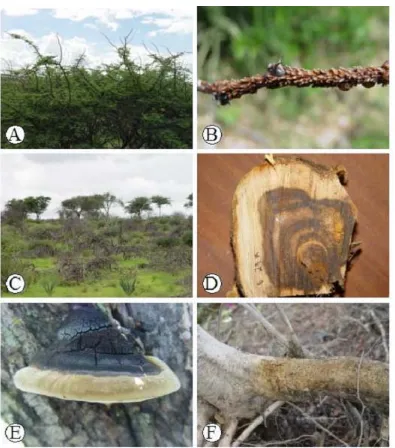 Fig. -2: (A) Tip die-back on A. mellifera in Windhoek, (B) insects on A. mellifera tips resulting intip death, (C) dead A