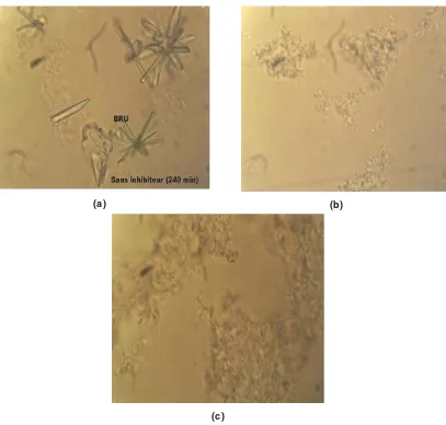 Fig. - 4. a) Photograph of a grown brushite crystals.without inhibitors. b) Photograph of