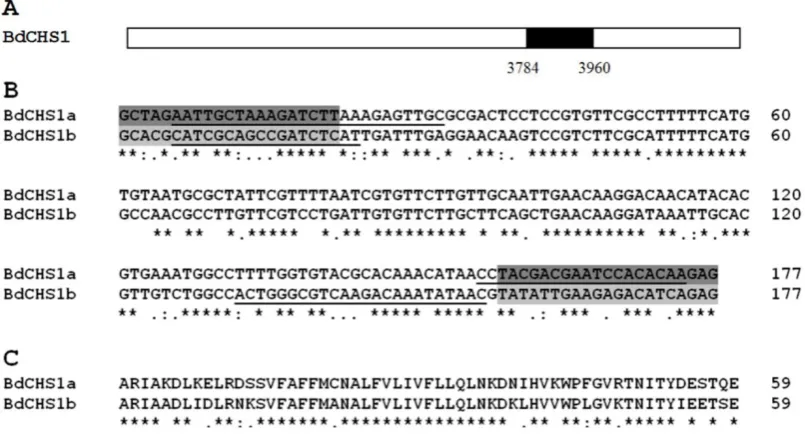 Figure 3. Phylogenetic trees of the known insect chitin synthases. (A) Tree of the known chitin synthases