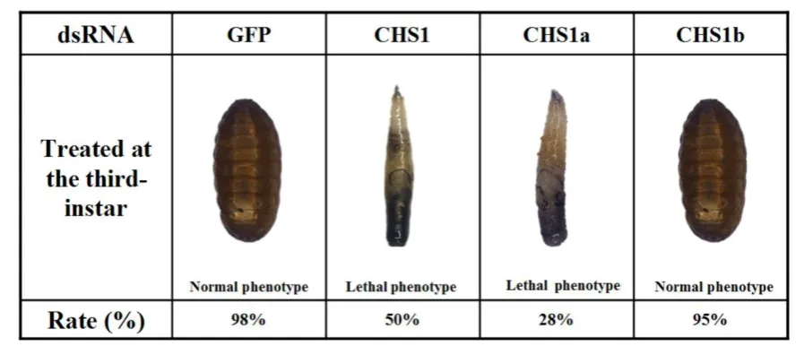 Figure 8. Relative expression levels of BdCHS1 in third-instar larvae after RNAi. Expression levels of (A) BdCHS1 in larvae injected with GFP or BdCHS1 dsRNA; (B) BdCHS1a in larvae injected with GFP, BdCHS1a, or BdCHS1b dsRNA; and (C) BdCHS1b in larvae inj