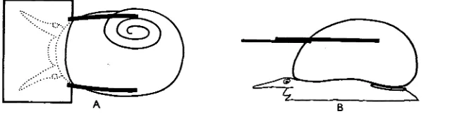 Fig. 2. Diagrams illustrating the matt black eye shield, 1-5 cm. x 1shell of cm., attached to the Littorina littoralis (L.) by small clips