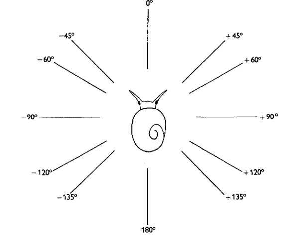 Fig. 2. Dorsal view of a winkle used in the trials with the apparatus shown in Fig. i, illustratingthe settings of the plane of vibration of the light employed, relative to the fixed longitudinal axis