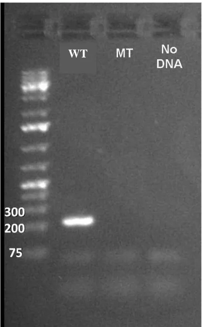 Figure 4.1.  PCR validation of line used in the experiment.  DNA was extracted from single wandering larva, and 10μg DNA was used for PCR reaction