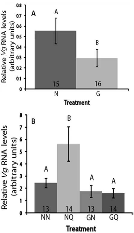 Figure 3.3. (A) 8-Br-cGMP treatment significantly reduces Vg expression in the fat bodies of young bees