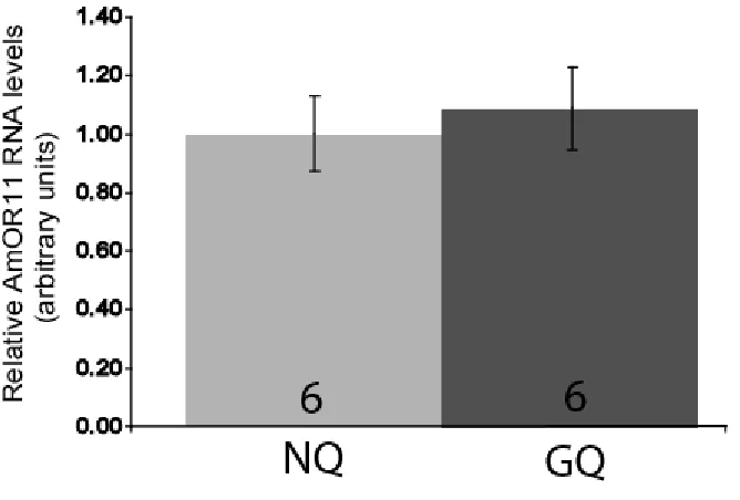 Figure 3.4. antennae were collected from honey bees used in the microarray experiment from the 50% sucrose with a QMP slide (NQ) and 500μM 88-Br-cGMP treatment does not affect AmOr11 expression levels