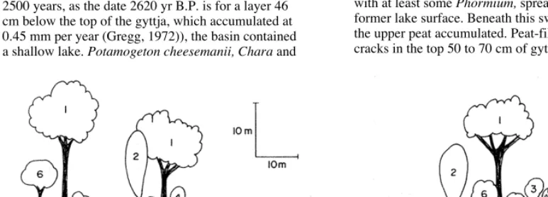 Figure 2: Reconstruction of Pyramid Valley lake and surroundings, about 3500 years ago, facing north, based on macrofossilsmall trees for which there are no definite records 7