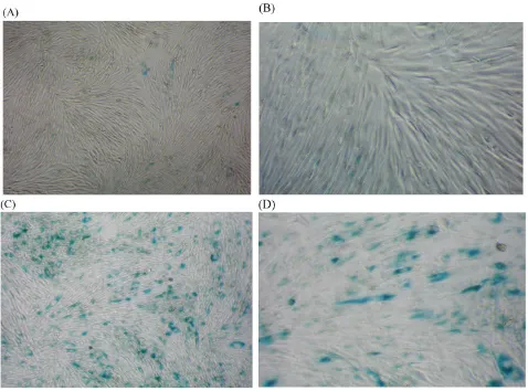 Fig 4. Percentage of SA β-gal stained fibroblasts exposed to 0.5% CSE for 5 passages and fibroblasts not exposed to CSE