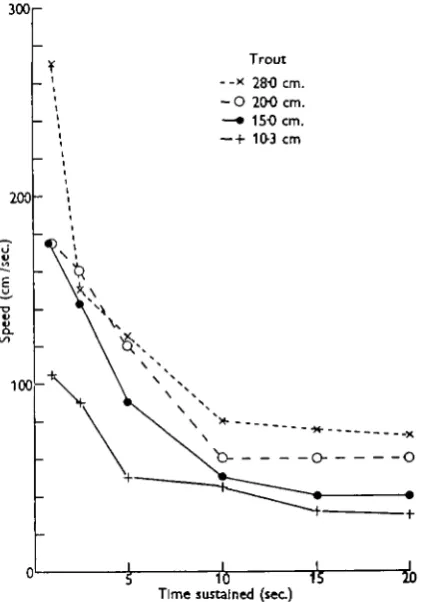 Fig. 4. Relationship between speed and the length of time it can be sustained for four trout(Salmo irideus) ranging in size, as shown, from 28-0 to 10-3 cm
