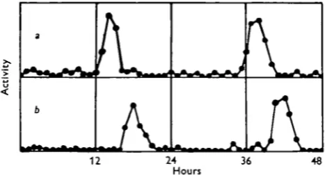 Fig. 2. (a) Activity of cockroaches in which suboesophageal ganglia had been chilled for 4 hr.;(6) activity of previously arrhythmic cockroaches into which the suboesophageal ganglia takenfrom (a) were implanted Z4 hr