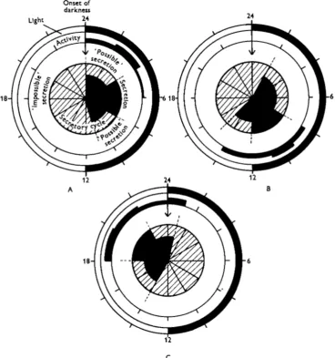 Fig. 4. The activity of cockroaches related (Ungrammatically to the neurosecretory cycle afterthe suboesophageal ganglia had been chilled for (A) 4 hr., (B) for 8 hr., (C) for 18 hr.