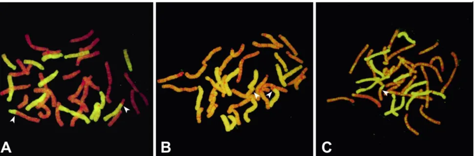 Fig 2. A-C. GISH on mitotic metaphase chromosomes of BC1 progeny derived from interspecific AuH hybrids