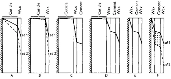 Fig. 1 a. Representations of sections of cuticle through which water is transpiring from the inside ofan animal (left of each diagram) into dry air (right of each diagram)