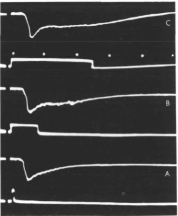 Fig. 2. Electroretinograms from the electrode inserted into the crystalline cone layer