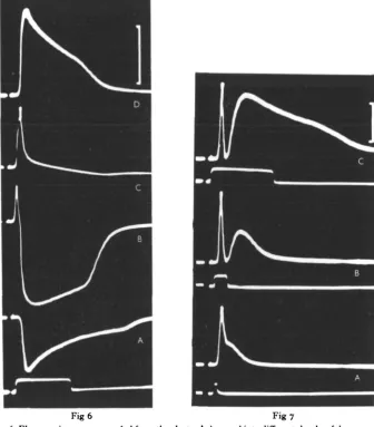 Fig 6 Fig. 6. Electroretinograms recorded from the electrode inserted into different depths of the compound