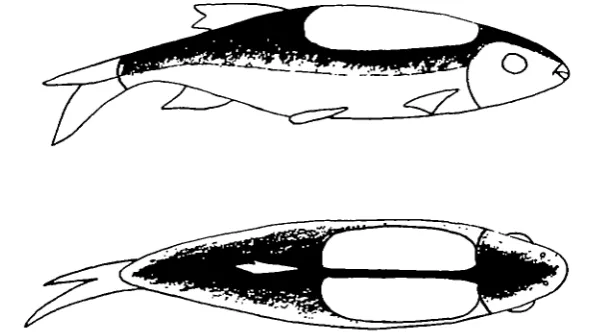 Fig. 4. Diagram showing the lateral and dorsal views of the characteristic black pattern whichappeared in the stage of final distress in fish acclimatized to 200 C