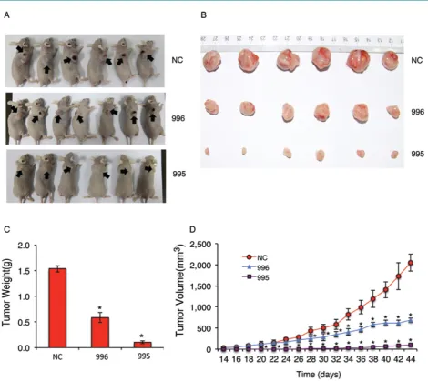 Figure 2. Knocking down PTHrP inhibits subcutaneous tumor growth in nude mice.  (A-D) 1x106 tumor cells (NC, 995 or 996) were sub-cutaneously injected into nude mice (6 mice/group)