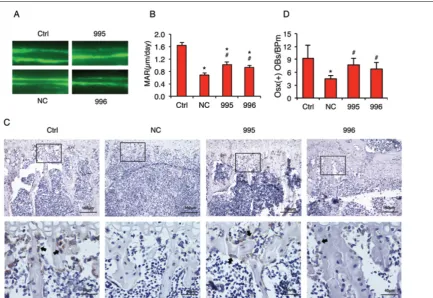 Figure 6. PTHrP knockdown decreases the tumor-induced inhibition of osteoblast differentiation  in vitro
