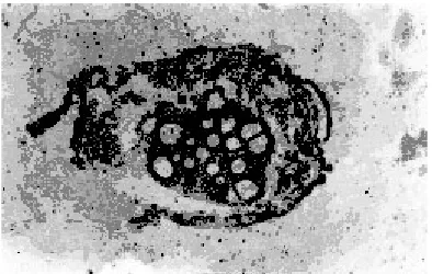 Fig. 5: Stem, T. S. at 300 ppm
