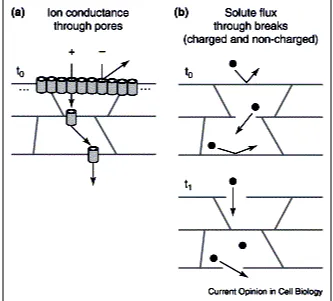 Figure 1-4 Anderson’s pore model to explain why the barriers for ions and solutes 
