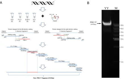 Fig 1.  Genomic walking process and sequence confirmation of Y-linked marker Pf62-Y. (A) The schematic diagram of genomic walking process for Pf62-Y sequence
