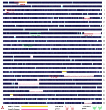 Fig 2.  Sequence alignment between Pf62-Y and Pf62-X alleles. There are numerous single nucleotide differences and some small fragment deletion dif-ferences between Pf62-Y and Pf62-X
