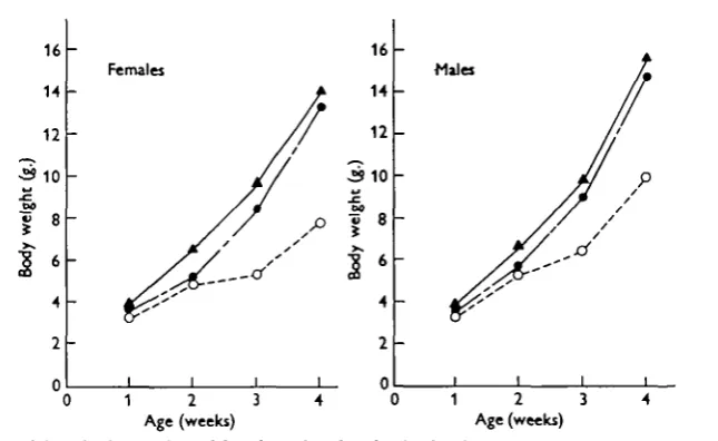 Fig. 4. Mean body weights of female and male mice in the three environments at 1—4 weeks ofage, corrected to litter size 6