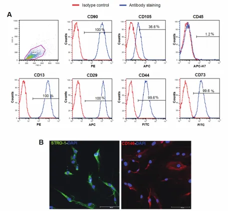 Fig 2. Cell surface markers of hPCy-MSCs. A) Immunophenotype by FACS analysis of cells isolated from oral cysts