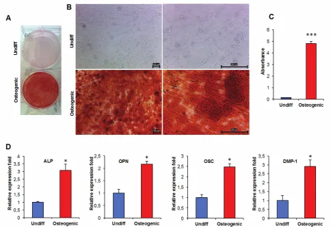 Fig 3. Osteogenic differentiation of hPCy-MSCs. A) Mineralized deposit identified by Alizarin Red staining in cells grown in osteogenic medium for tested markers, *P < 0.05 compared with undifferentiated cells based on the two-tailed Student’s t-test.3 wee