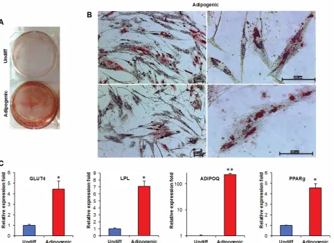 Fig 4. Adipogenic differentiation of hPCy-MSCs. A) using the 2 Untreated control hPCy-MSCs (Undiff) and adipogenic-induced cells (Adipogenic) were stained with Oil Red O at 21 days after induction