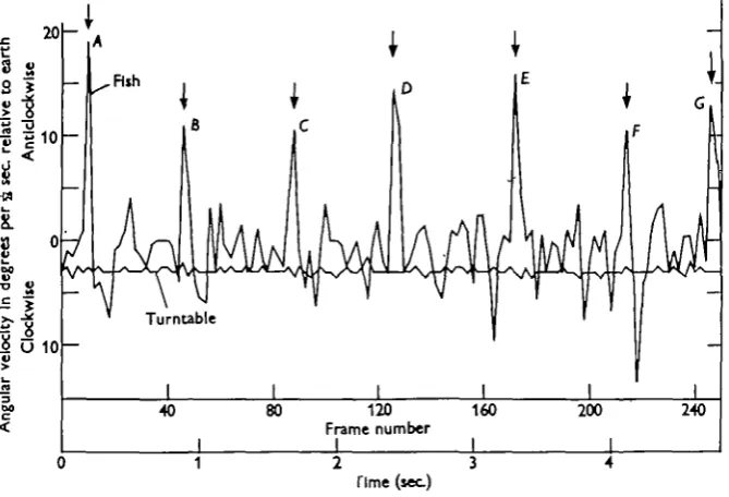 Fig. 4. Analysis of a cin6 film to show angular velocity of fish and turntablerelative to earth