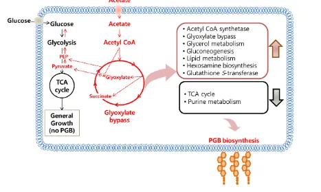 Figure 9. Acetate metabolism in Citrobacter sp. BL-4. PGB, polyglucosamine.