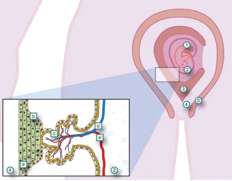 Figure 1 – Maternal-fetal interface